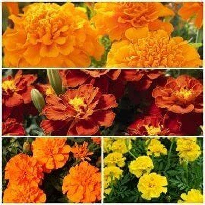 Lorvox Marigold Gulzafri Flower Seed(80 per packet)