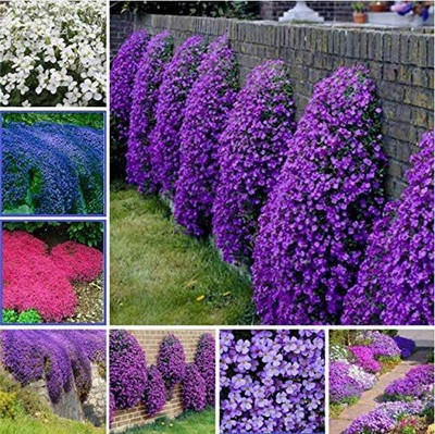 CYBEXIS VXI-87 - Wooly Creeping Thymus - (1350 Seeds) Seed(1350 per packet)