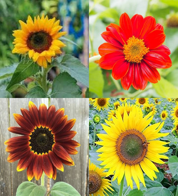 ibains Mini sunflower seeds for gardening beez 57 Seed(57 per packet)