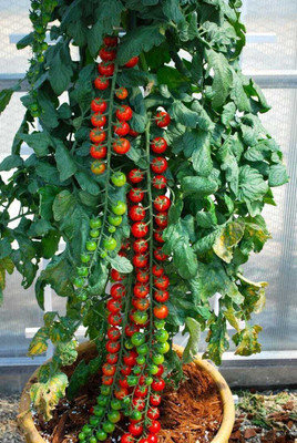 seedargo Seedargo Tomato Seed Seed(150 per packet)