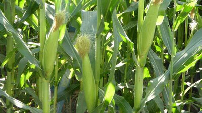 Aywal American Sweet Corn Seed(1000 per packet)