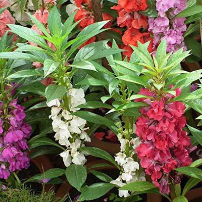 WILLVINE ATS-70 Balsam Hybrid Flower Seeds For All Season Seed(50 per packet)