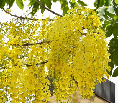 MAHAMAYA A TO Z Golden shower Tree, Pudding pipe tree, Badar ko lathi Chepang, Indian laburnum, Sonalu Seed(20 per packet)