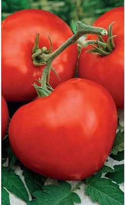 Biosnyg Fast Growing Budenovka Red Tomato Seeds for Kitchen Gardening - (4000 Seeds) Seed(4000 per packet)