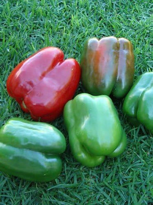Biosnyg California Wonder Capsicum Seeds for Home Gardening-(400 Seeds) Seed(400 per packet)