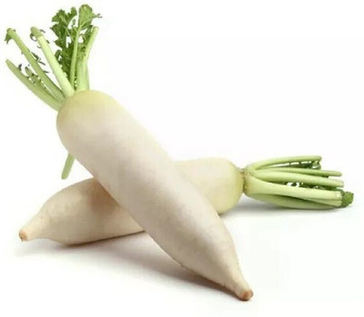 VINTI High quality white radish Seed(2500 per packet)