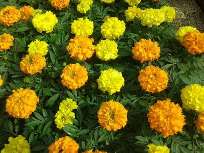 Aavik marigold/gende ka phool flower seeds Seed(75 per packet)