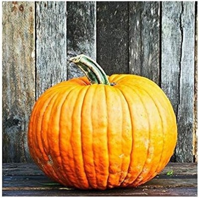 Qualtivate PUAS-1A Pumpkin Connecticut Field(Orange) Seed(50 per packet)