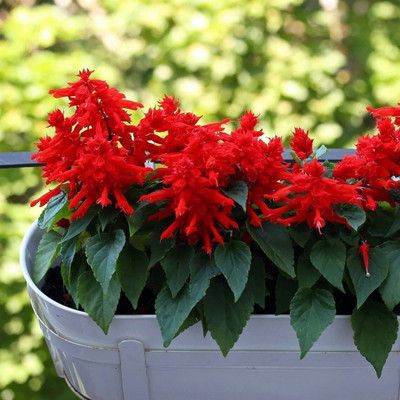 Quentova Salvia Seeds - Red Salvia Seeds - Sage-VII-4A Seed(50 per packet)