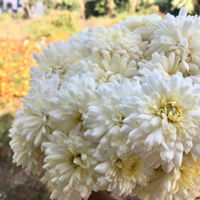 Seedsqlty Chrysanthemum seeds Seed(20 per packet)