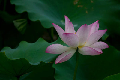 JDE lotus,kamal seeds Seed(20 per packet)