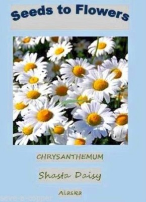 CYBEXIS Perennial Shasta Daisy- Alaska Seed(50 per packet)