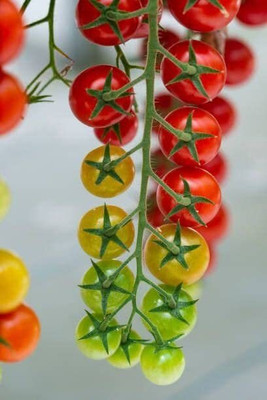 DIVINE TOMATO , TAMATAR Seed(20 per packet)