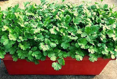 TRICONE Coriander Seed(150 per packet)