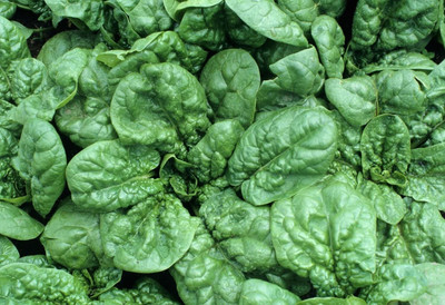CYBEXIS VXI-70 - Winter Spinach Giant - (250 Seeds) Seed(250 per packet)