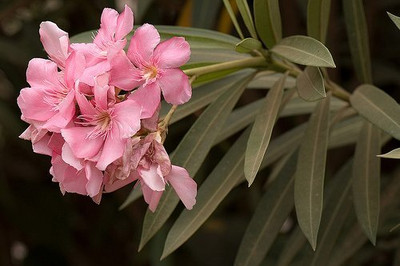 Aywal Deep Rose Ten Week Dwarf Stocks (Matthiola Icana) Seed(50 per packet)