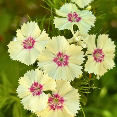 LIFELEX Sweet William Mix Colour Seed(18 per packet)