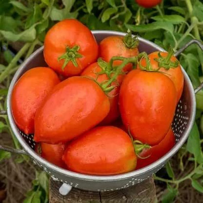 Aywal Hybrid Pusa Ruby High Yield Tomato Seed(375 per packet)