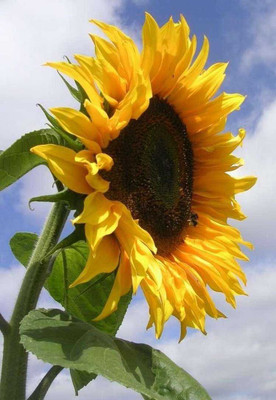 SEMINA VITA sunflower seed for planting Seed(46 per packet)