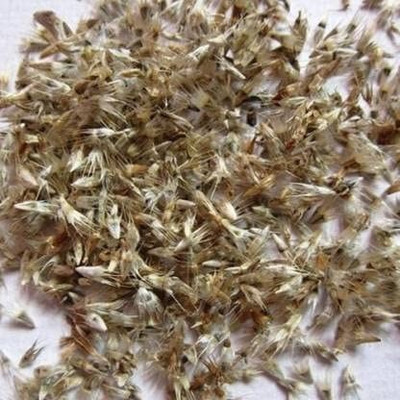 Aro Gazania Seed(33 per packet)