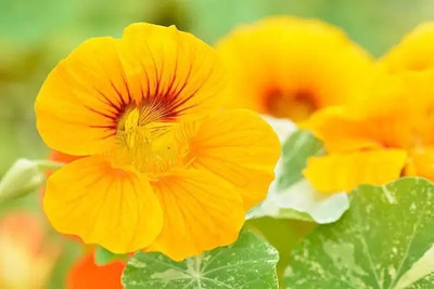 MAA Nasturtium Seed(10 per packet)