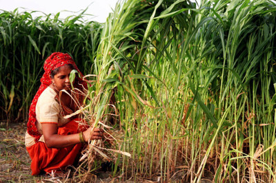 BHUSAN Grass seeds for goat farming, Best grass seeds for goat Seed(3000 per packet)