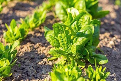 CYBEXIS LXI-22 - Bloomsdale Spinach Non-GMO - (750 Seeds) Seed(750 per packet)