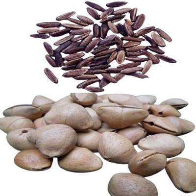 VINAYAK TRADERS Kaner and Gulmohar seeds|Oleander & Royal Poinciana Tree SEEDS (90 Each seeds) Seed(180 per packet)