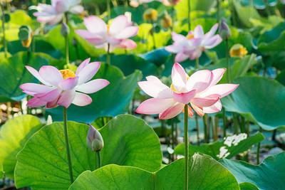 FRESHO lotus,kamal gatta Seed(10 per packet)