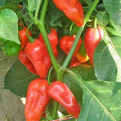 CYBEXIS Heirloom Red Habanero Chilli500 Seeds Seed(500 per packet)