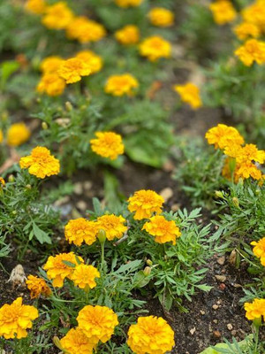 Harsh Impex marigold,gende ka phool seeds Seed(20 per packet)