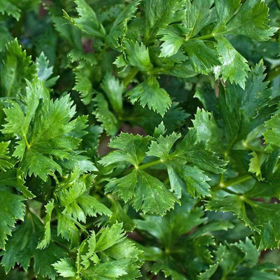 Qualtivate KGF -240 Chinese Celery Kintsai Leaf Celery Seed(500 per packet)