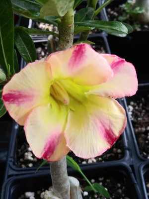 Qualtivate VXI-635 Adenium Obesum Desert Roses Seed(30 per packet)