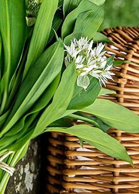 Biosnyg High Germination Ramsons Wild Garlic Seeds for Terrace Gardening-(750 Seeds) Seed(750 per packet)