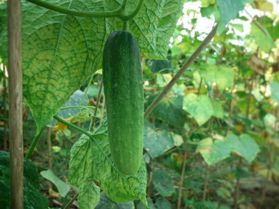Kodali 20 Pcs - Cucumber Seed Seed(20 per packet)