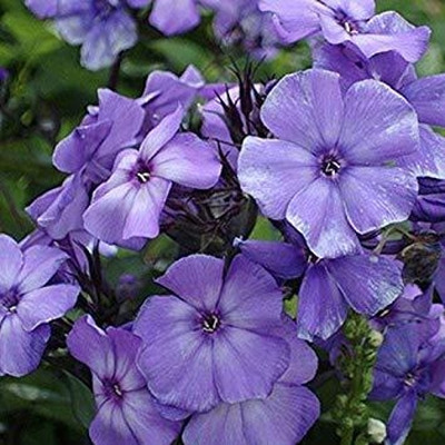 Lorvox Clarkia Elegance Double mixed flower Seed(15 per packet)