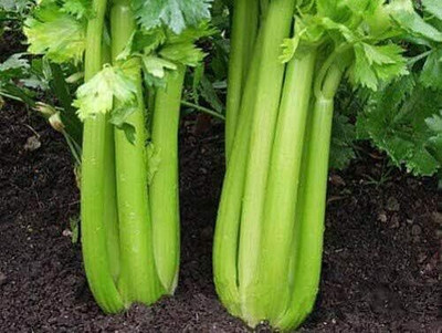 KNESSiN Celery Westland Seed(1250 per packet)