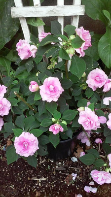 Lorvox Balsam flower seeds double Seed(35 per packet)