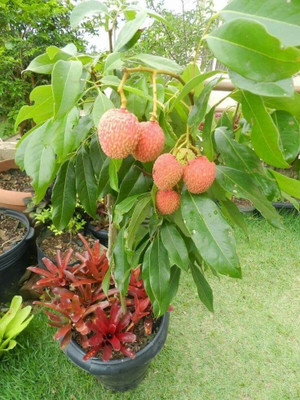 Aywal Sweet Lychee Fruit Seed(2 per packet)