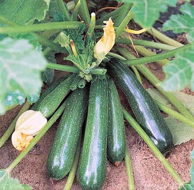 CRGO ZUCCHINI Seed(20 per packet)