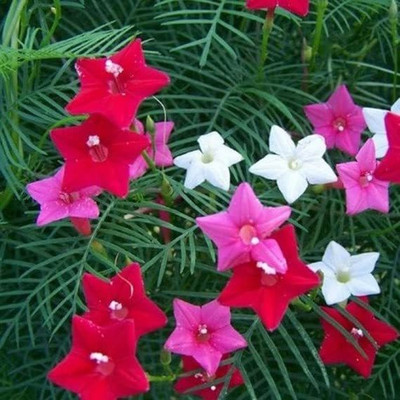 Aywal IPOMEA MORNING GLORY MIXED FLOWER Seed(40 per packet)