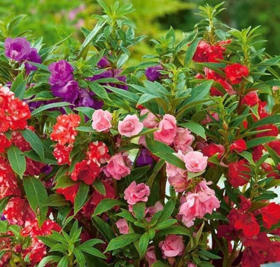Arshiayat Balsam Flower Seeds, dopati seeds 39 Seed(39 per packet)