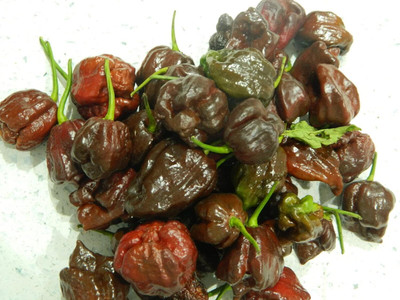 Biosnyg Non GMO 7 Pot Chocolate Chilli Vegetable Seeds For Gardening-(2000 Seeds) Seed(2000 per packet)