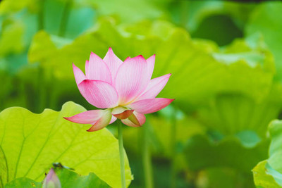 TANMAY FUN ZONE lotus,kamal seeds Seed(12 per packet)