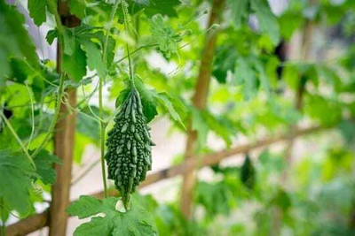 Oliver F1 BEST QUALITY BITTER GOURD SEEDS Seed(27 per packet)
