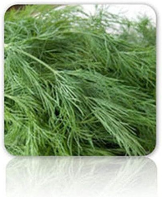 Qualtivate NBIR-186 Dill Fernleaf Seeds Seed(500 per packet)