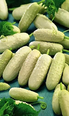 Qualtivate PUAS-6A White Cucumber Pickling Seeds Seed(300 per packet)