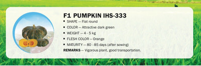 CYBEXIS F1 PUMPKIN IHS-333(250 Seeds) Seed(250 per packet)
