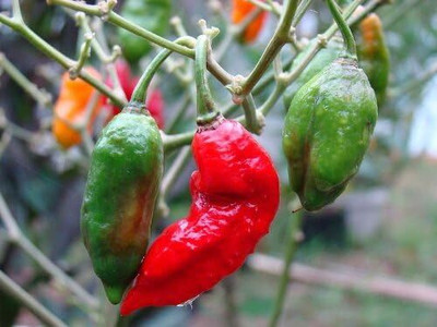 Qualtivate RES-3A Bhut Jolokia Cobra Chilli Seed(300 per packet)