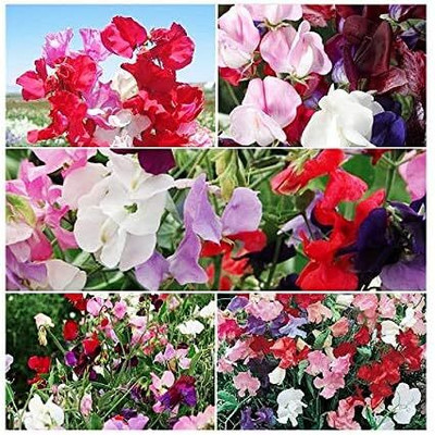 Qualtivate RES-8A Sweet Pea Mixed Seeds Seed(200 per packet)
